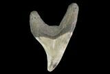 Rare, Fossil Mackerel Shark (Parotodus) Tooth - Georgia #142298-1
